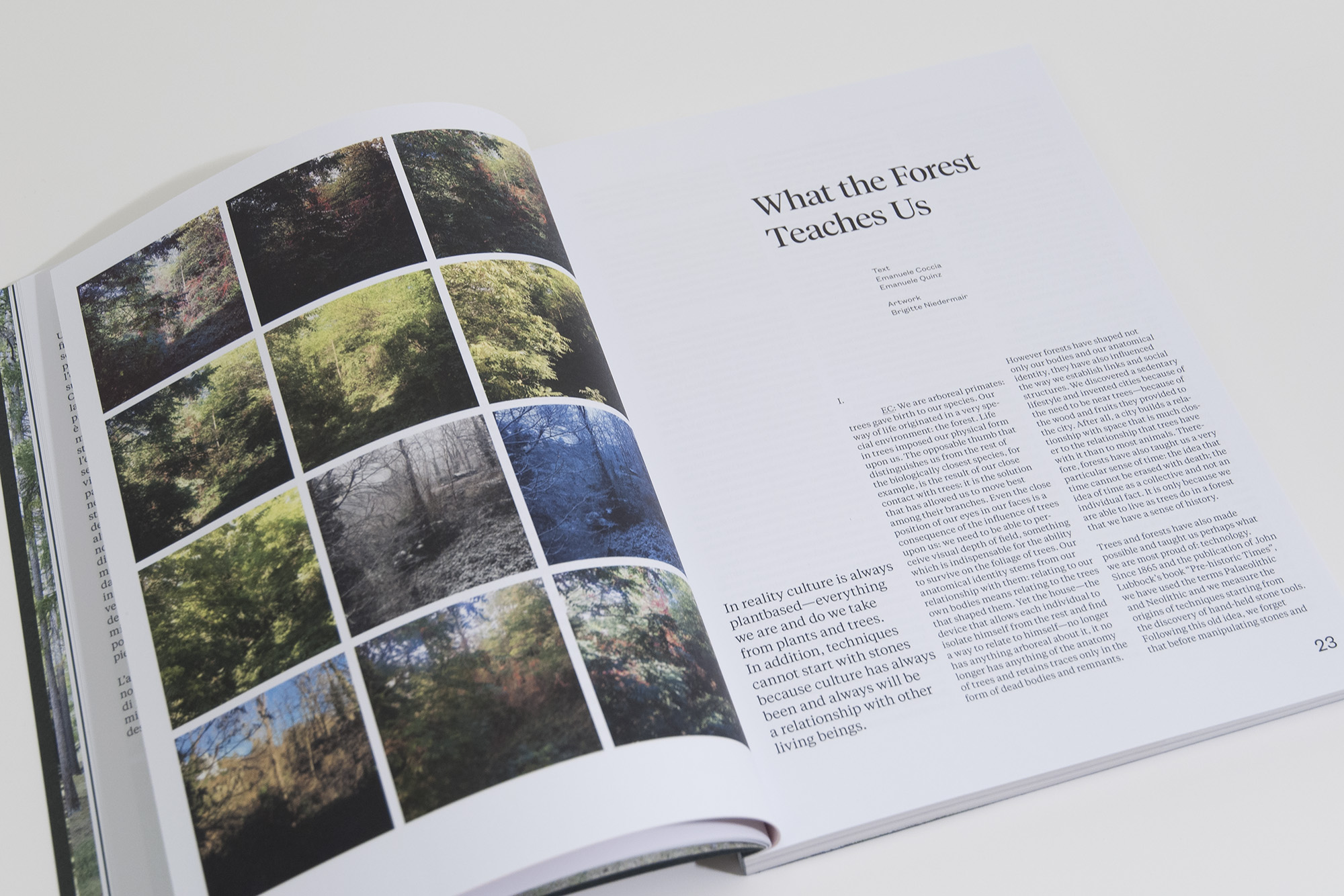 Moreness 02 <br> On Trees and Woods - Image 4